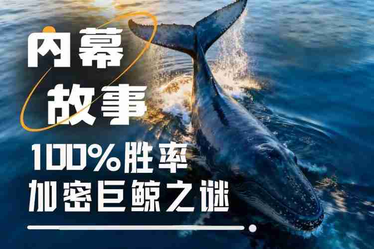 100%胜率巨鲸是如何炼成的 揭秘特 朗普派内幕人士真实身份